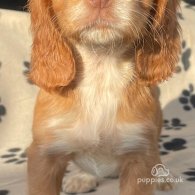 Cocker Spaniel (Working & Show) - Dogs