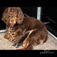 Cocker Spaniel (Working & Show) - Dogs