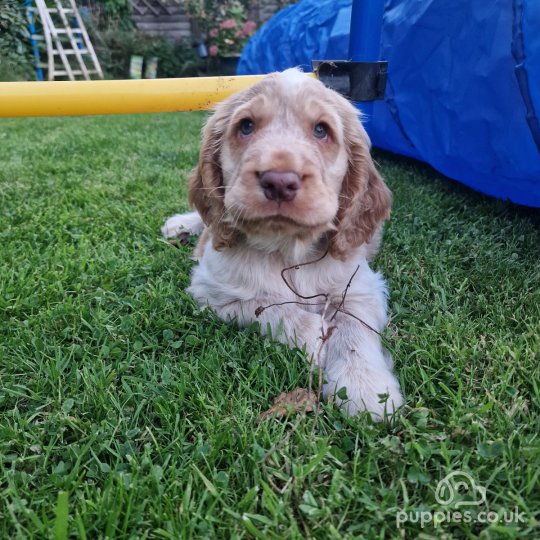 Cocker Spaniel (Working & Show) - Dogs