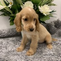 Cocker Spaniel (Working & Show) - Both