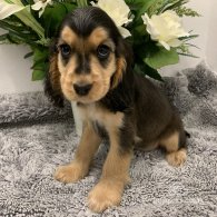 Cocker Spaniel (Working & Show) - Both