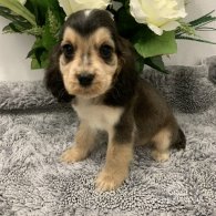 Cocker Spaniel (Working & Show) - Both