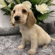 Cocker Spaniel (Working & Show) - Both