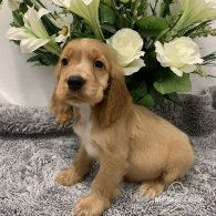 Cocker Spaniel (Working & Show) - Both