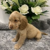 Cocker Spaniel (Working & Show) - Both