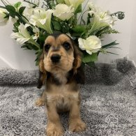 Cocker Spaniel (Working & Show) - Both