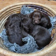 Cocker Spaniel (Working & Show) - Both