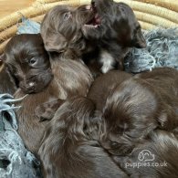 Cocker Spaniel (Working & Show) - Both