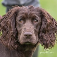 Cocker Spaniel (Working & Show) - Both