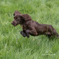 Cocker Spaniel (Working & Show) - Both