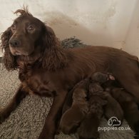 Cocker Spaniel (Working & Show) - Both