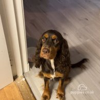 Cocker Spaniel (Working & Show) - Both