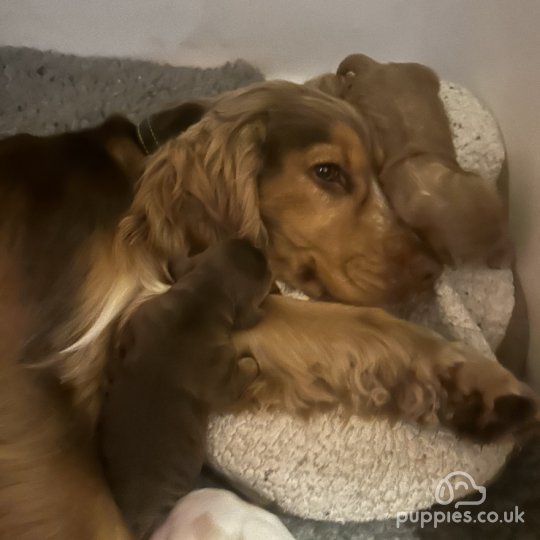 Cocker Spaniel (Working & Show) - Both