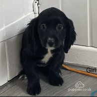 Cocker Spaniel (Working & Show) - Both