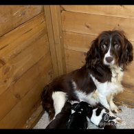 Cocker Spaniel (Working & Show) - Both