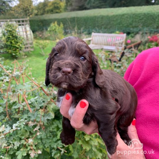 Cocker Spaniel (Working & Show) - Both