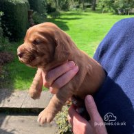 Cocker Spaniel (Working & Show) - Both