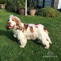 Cocker Spaniel (Working & Show) - Both