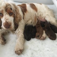 Cocker Spaniel (Working & Show) - Both