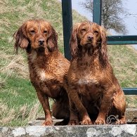 Cocker Spaniel (Working & Show) - Both