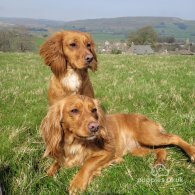 Cocker Spaniel (Working & Show) - Both