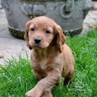 Cocker Spaniel (Working & Show) - Both