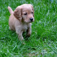 Cocker Spaniel (Working & Show) - Both