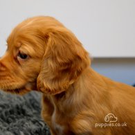 Cocker Spaniel (Working & Show) - Both