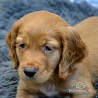 Cocker Spaniel (Working & Show) - Both