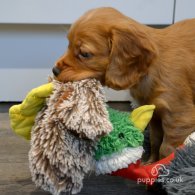 Cocker Spaniel (Working & Show) - Both