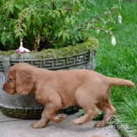 Cocker Spaniel (Working & Show) - Both