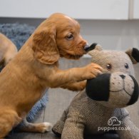 Cocker Spaniel (Working & Show) - Both