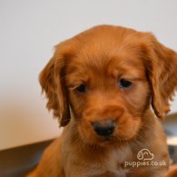 Cocker Spaniel (Working & Show) - Both