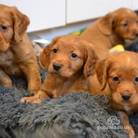 Cocker Spaniel (Working & Show) - Both