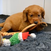 Cocker Spaniel (Working & Show) - Both