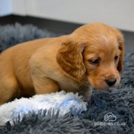 Cocker Spaniel (Working & Show) - Both