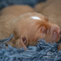 Cocker Spaniel (Working & Show) - Both