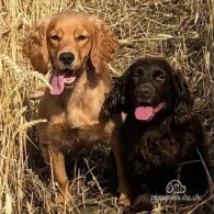 Cocker Spaniel (Working & Show) - Both