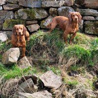 Cocker Spaniel (Working & Show) - Both