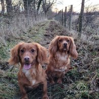 Cocker Spaniel (Working & Show) - Both