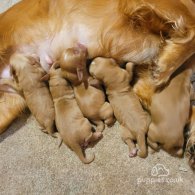 Cocker Spaniel (Working & Show) - Both