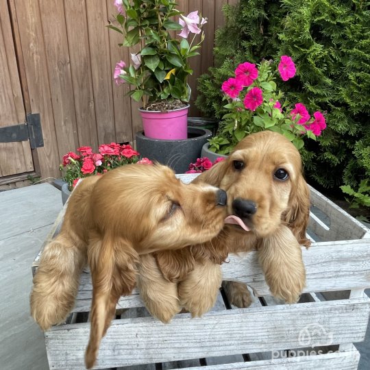 Cocker Spaniel (Working & Show) - Both