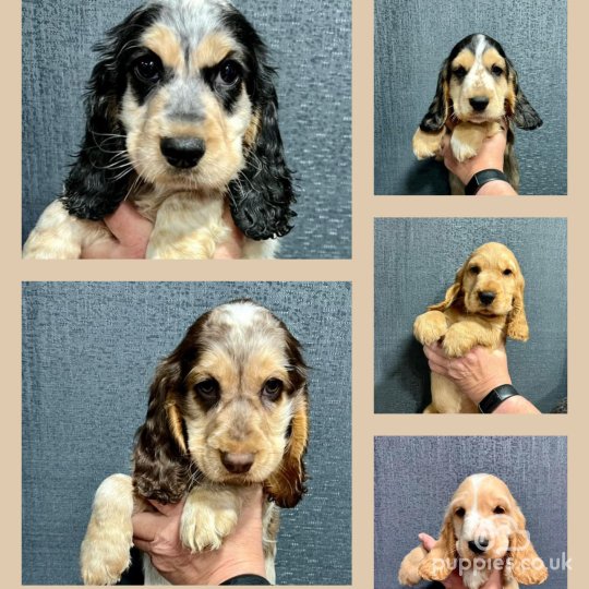 Cocker Spaniel (Working & Show) - Both