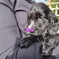 Cocker Spaniel (Working & Show) - Both