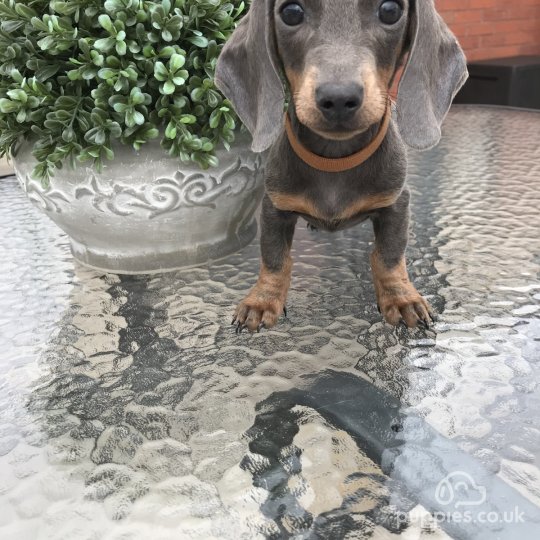 Dachshund (Standard & Miniature) - Dogs