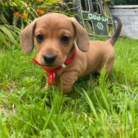 Dachshund (Standard & Miniature) - Both