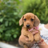 Dachshund (Standard & Miniature) - Both