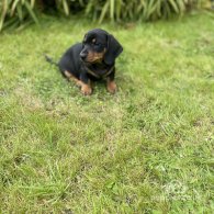 Dachshund (Standard & Miniature) - Both