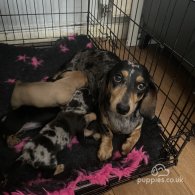 Dachshund (Standard & Miniature) - Both