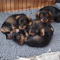 Dachshund (Standard & Miniature) - Bitches